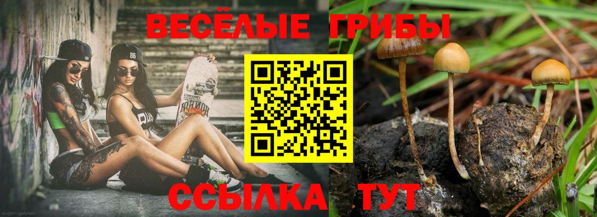 закладки  Псилоцибиновые грибы ЛСД  Вход с VPN  Зеленокумск 